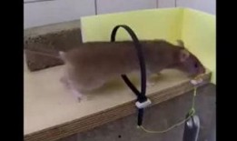 娱乐吃瓜酱吸管,揭秘娱乐圈幕后故事