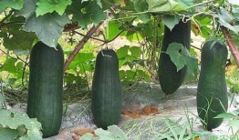 诸暨网红吃瓜事件真相揭秘,揭秘背后真相与争议